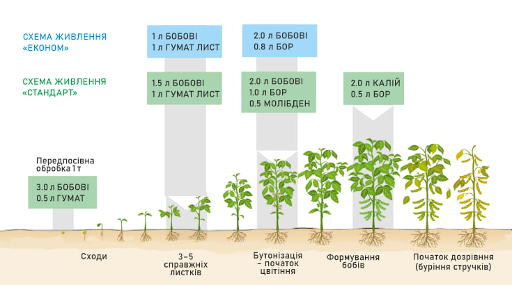 Схема живлення Бобові