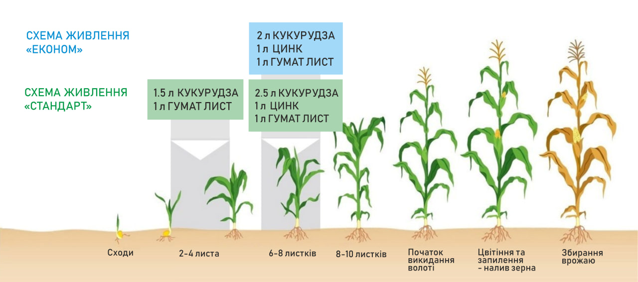 Схема живлення Кукурудза